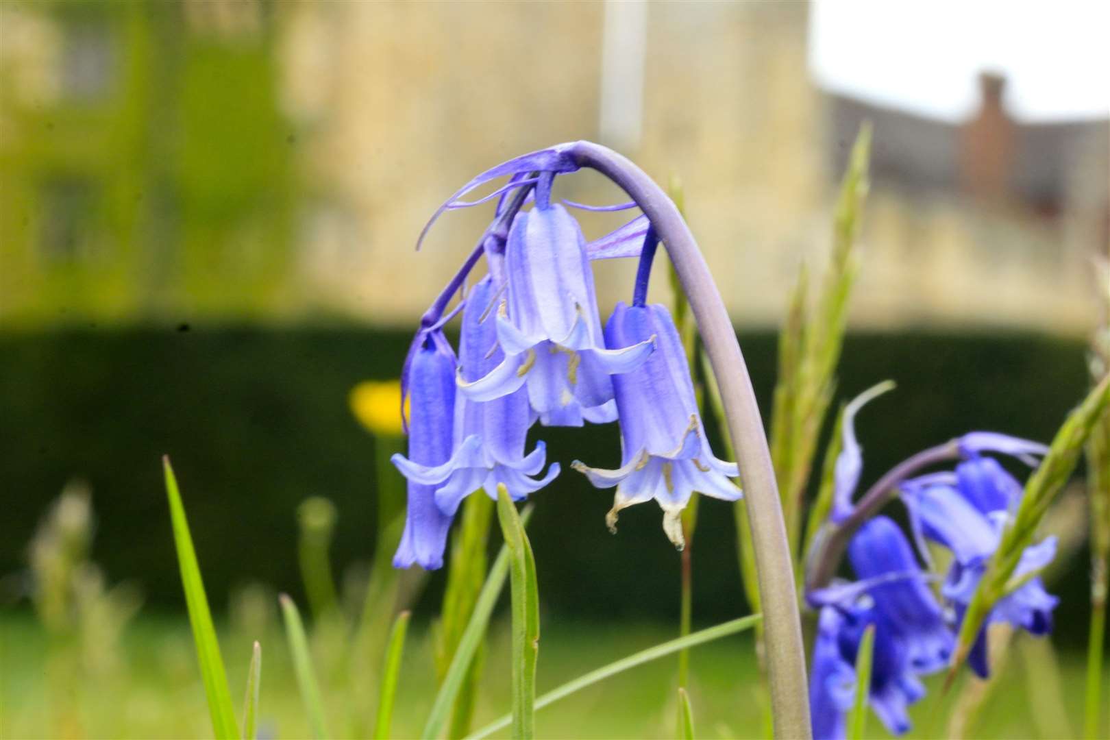 Bluebells / RHS Gardening