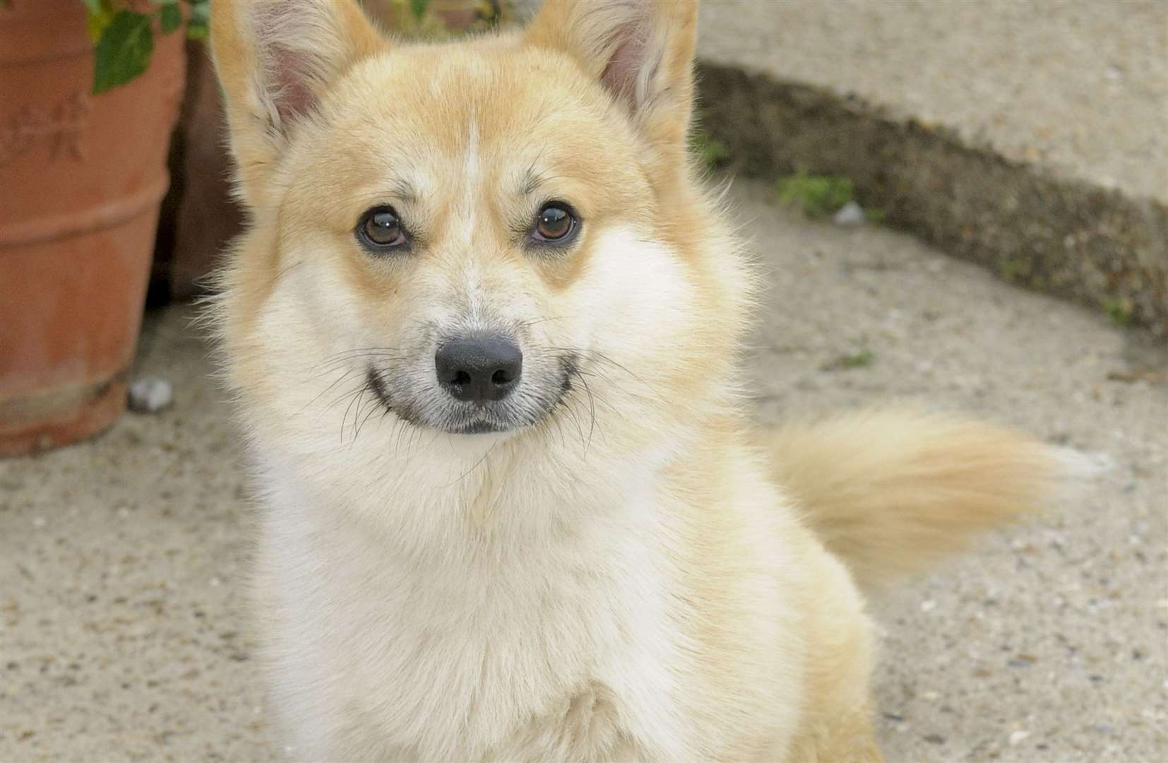 Corgis are described as playful. Picture: Andy Payton