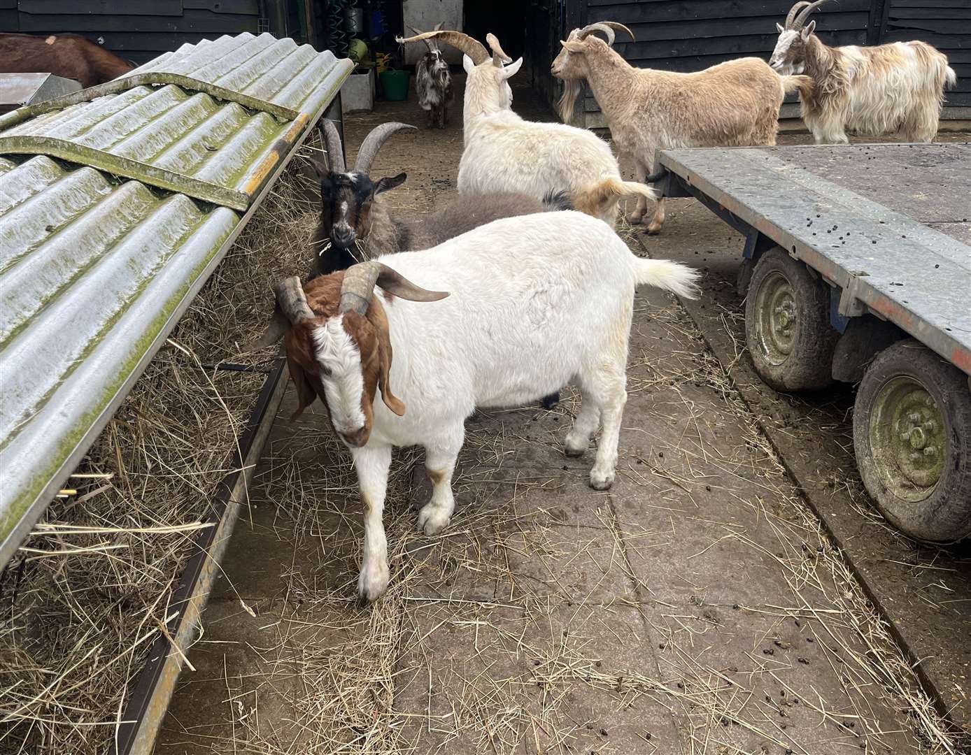 Buttercups has 100-plus goats who reside there