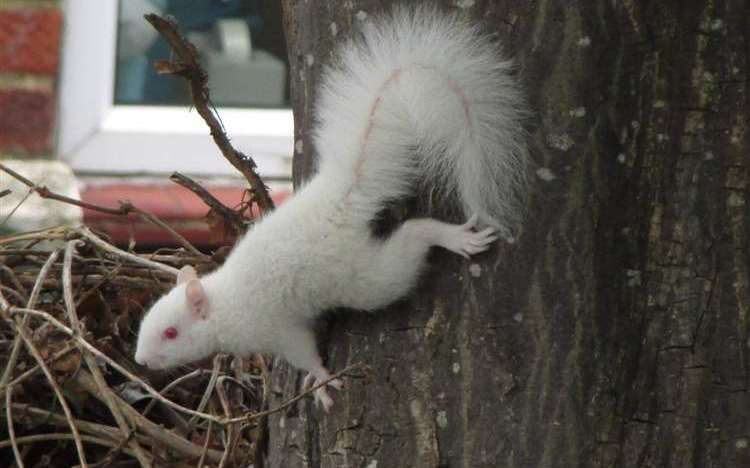 Albino squirrels are considered very rare in the UK. Picture: Stock image
