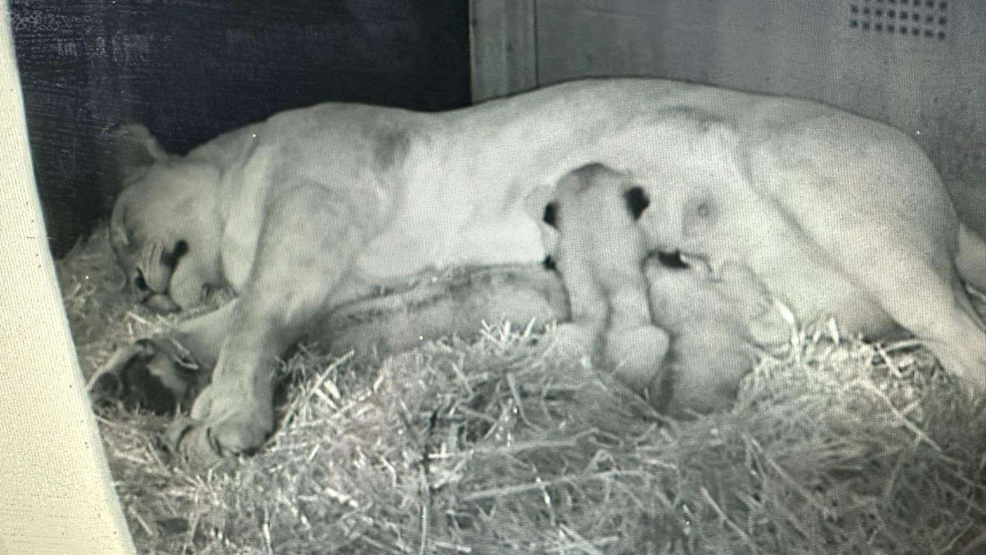 Footage captured by the conservation Zoo’s CCTV shows three-year-old mum Winta being tender with her tiny newborns (Whipsnade Zoo/PA)