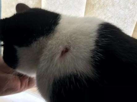 Romeo the cat was targeted by an air rifle. Picture: RSPCA