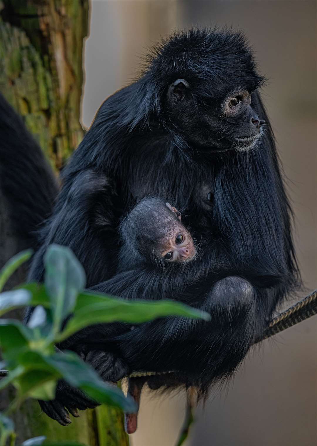 Olive was born in December and will cling to her mother’s belly for a few months before she feels confident enough to explore independently (Chester Zoo/PA)