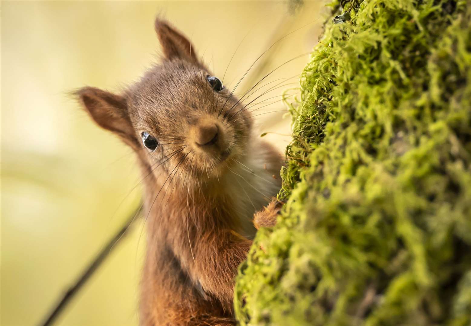 A red squirrel forages for food ahead of winter in the Widdale Red Squirrel Reserve in North Yorkshire (Danny Lawson/PA)