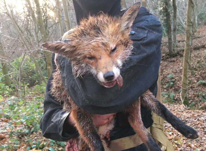 The North Kent Downs Hunt Saboteurs took this photo of the dead fox