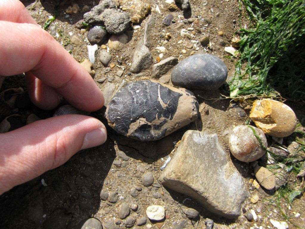 Fossilised Zanthopsis crab found on Sheppey in a loose phosphatic nodule. Picture: Discovering Fossils