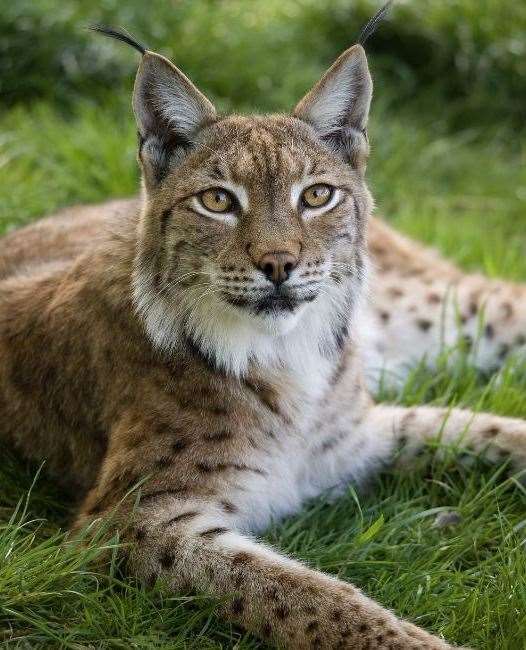 The Big Cat Sanctuary’s eldest resident, Petra, has died