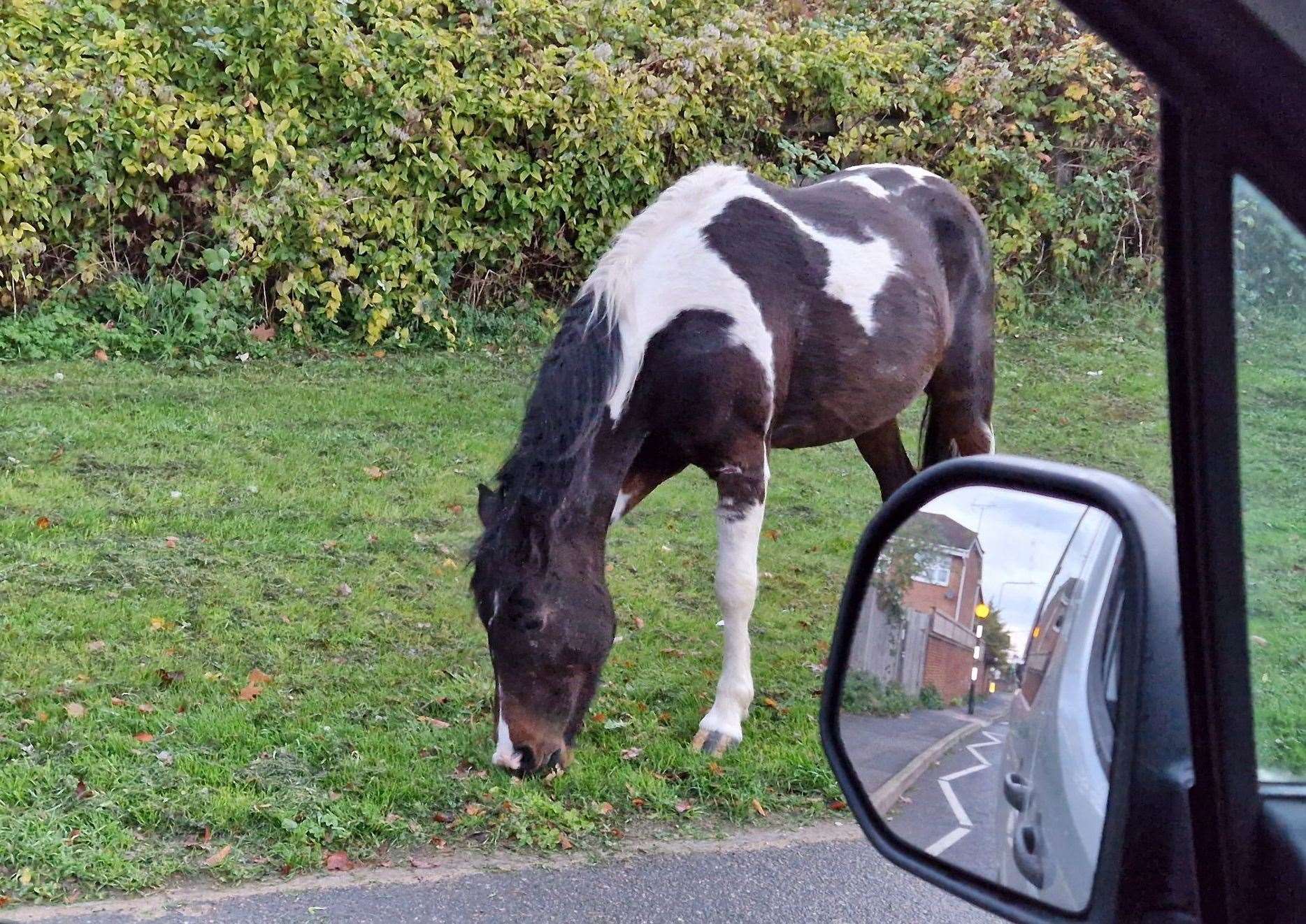 Police were called to Hedge Place Road, Greenhithe following reports of stray horses running across traffic. Photo: Tim Phillips