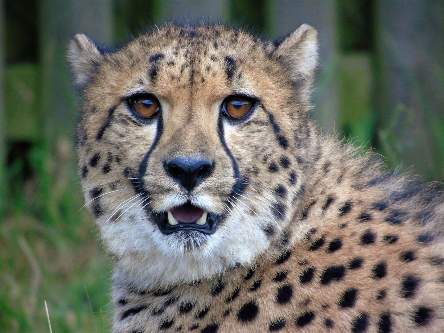 Colonel Tom has arrived in Kent. Pictures: Wingham Wildlife Park