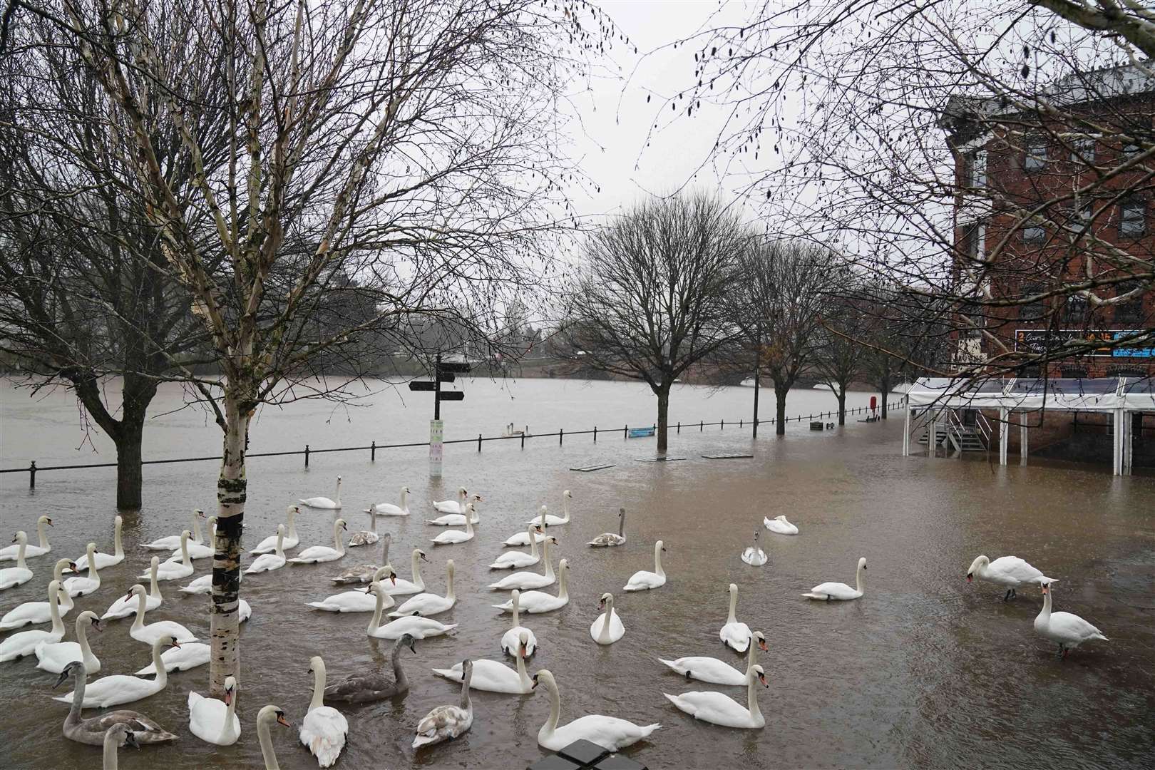 Swans swim on flood water as river levels along the Severn rise following heavy rain in Worcester (Jacob King/PA)