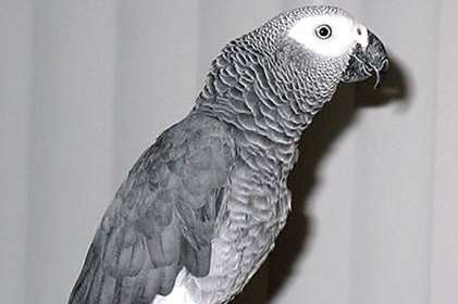 Monty the African Grey parrot has gone missing from his Beltinge home