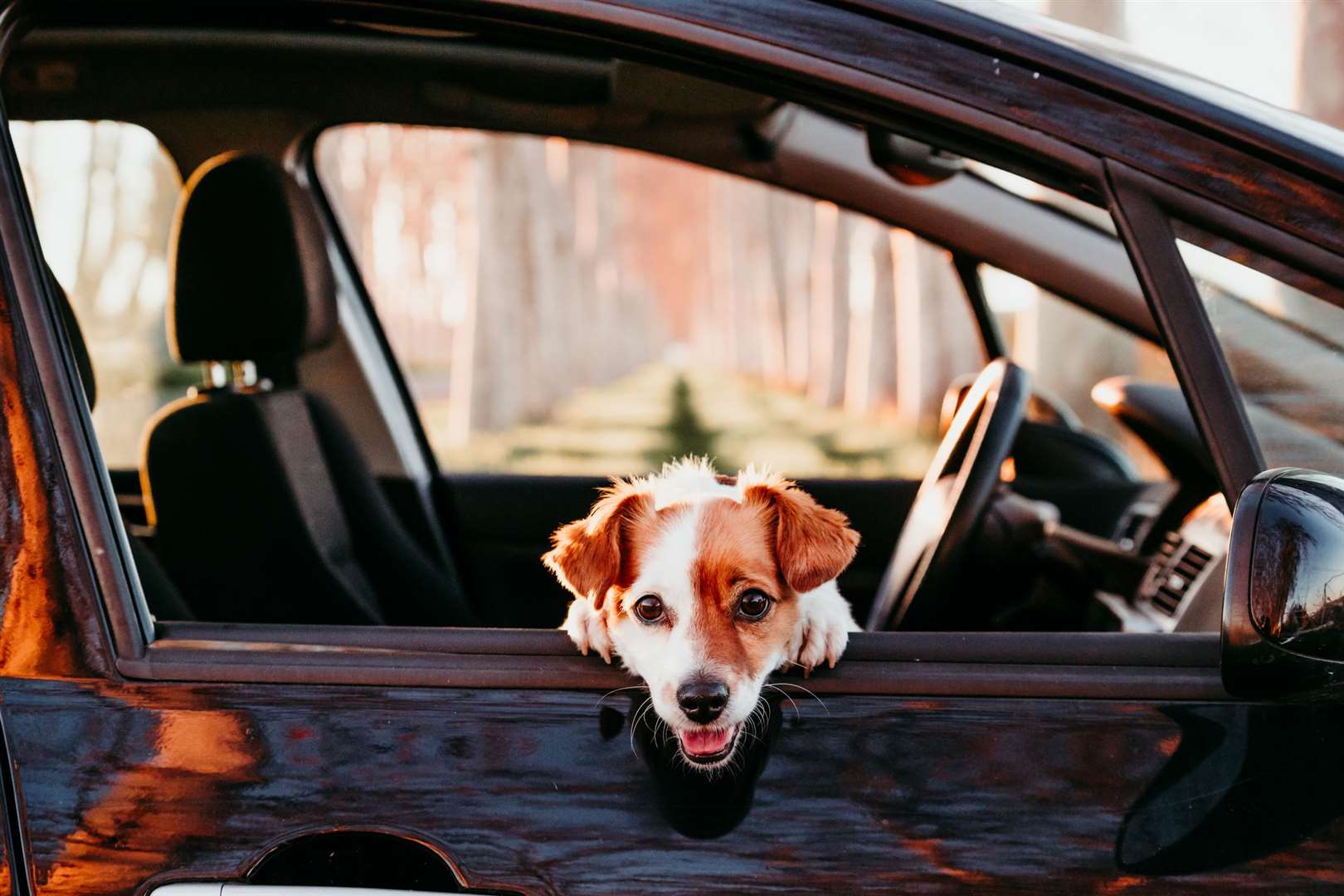Motorists distracted by their pet being loose in the car risk breaching the Highway Code, invalidating insurance or being in trouble with the police