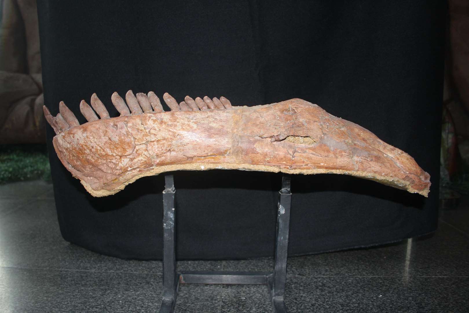 Lower jaw of Mamenchisaurus sinocanadorum and two of the vertebrae linked together (Trustees of the Natural History Museum/PA)