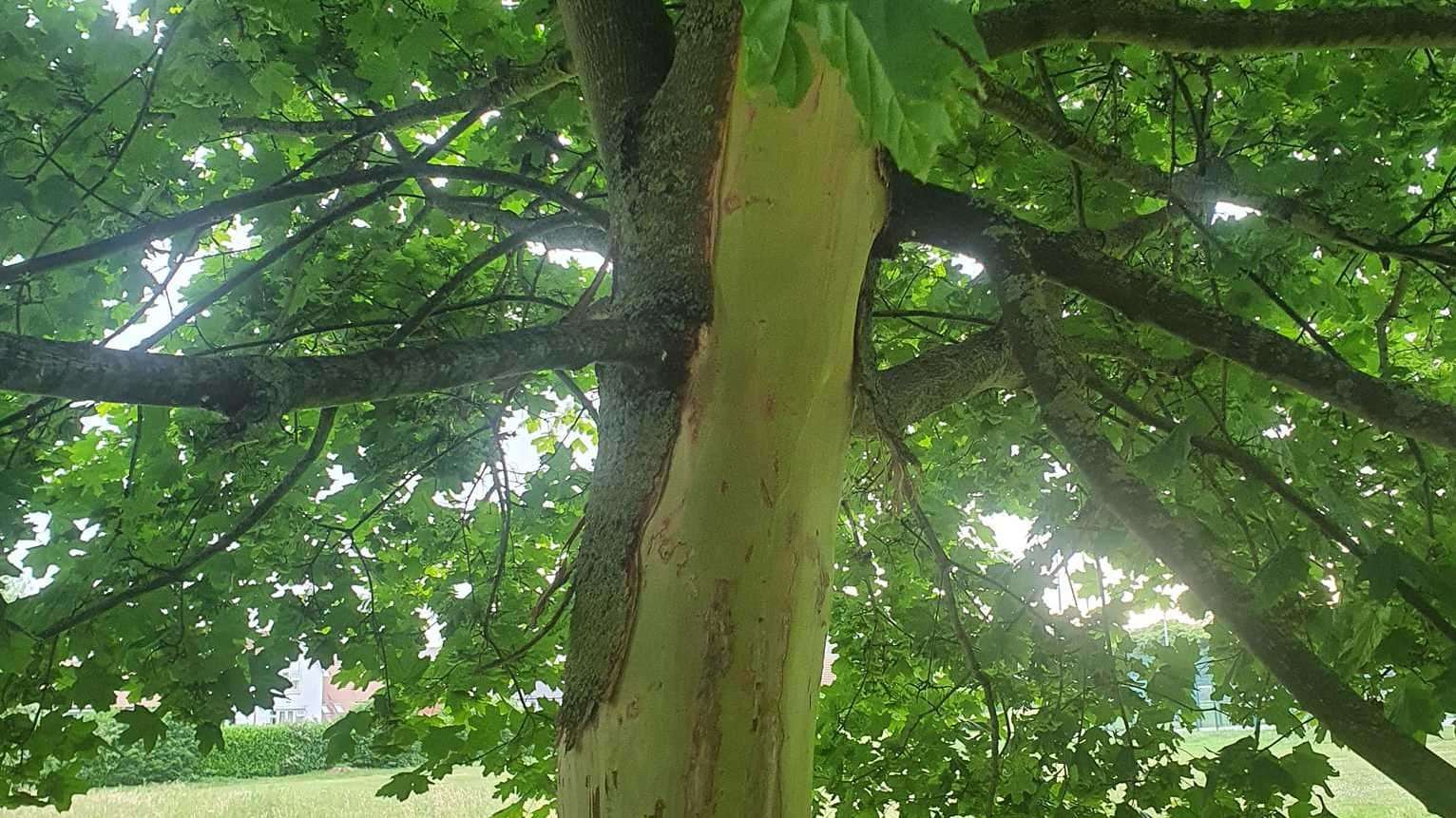 Carvings made to the tree in South Park