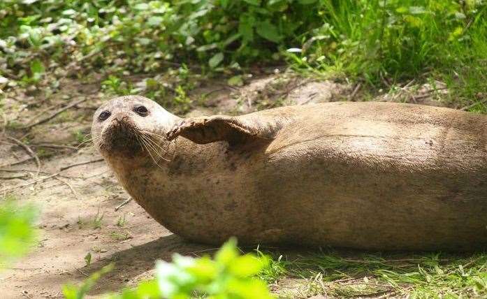 Photographer Jessica Swadling captured Bradley the seal chilling on the side of the River Medway. Picture: @JessicaSwadlingPhotography