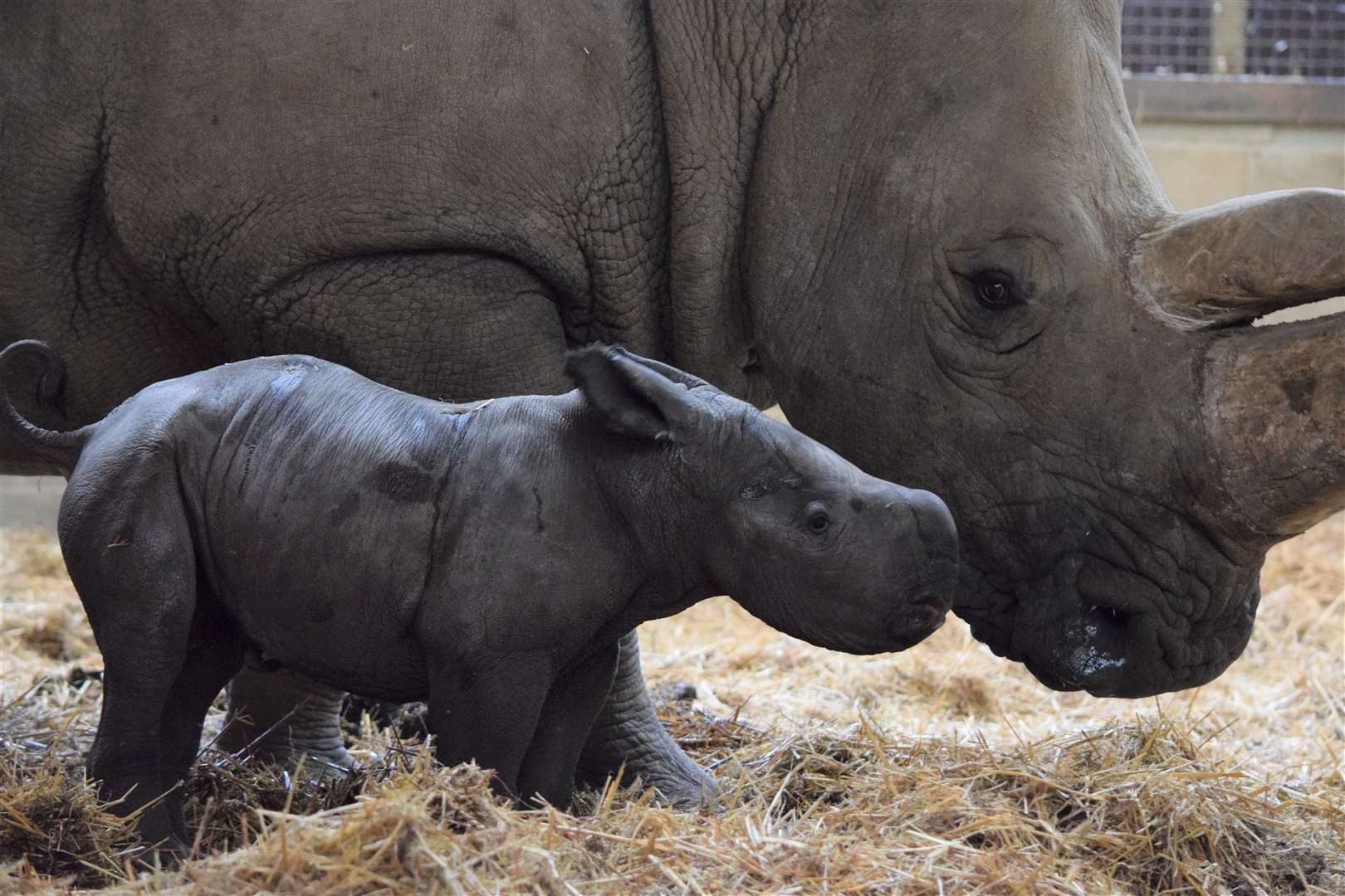 Nandi was born on August 21 (ZSL/PA)