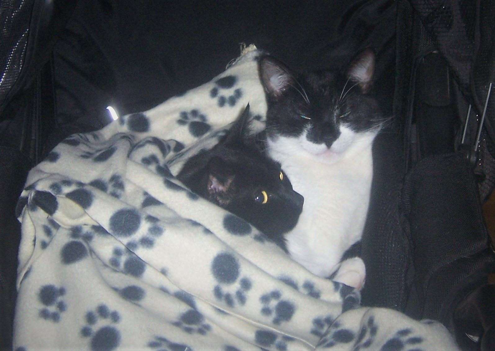 Rose and her brother Tyler were adopted as kittens in 2007 (Cats Protection/PA)