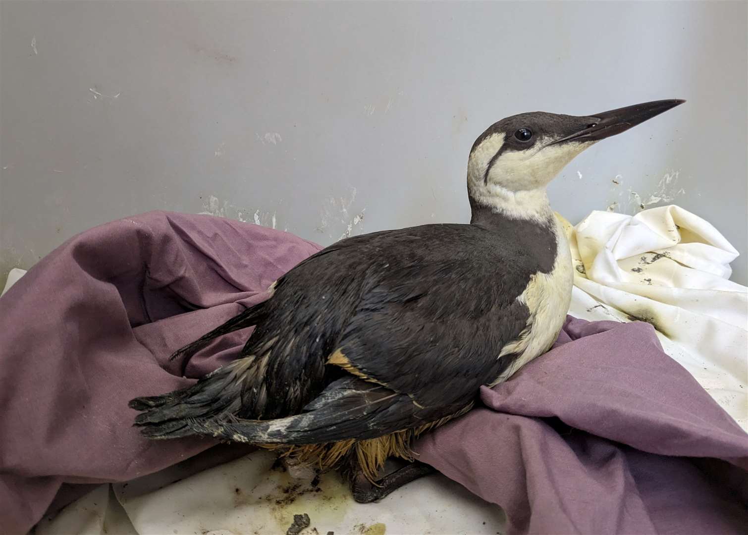 The birds are believed to have been affected by an oil spill off the coast of Hastings. Picture: RSPCA Mallydams