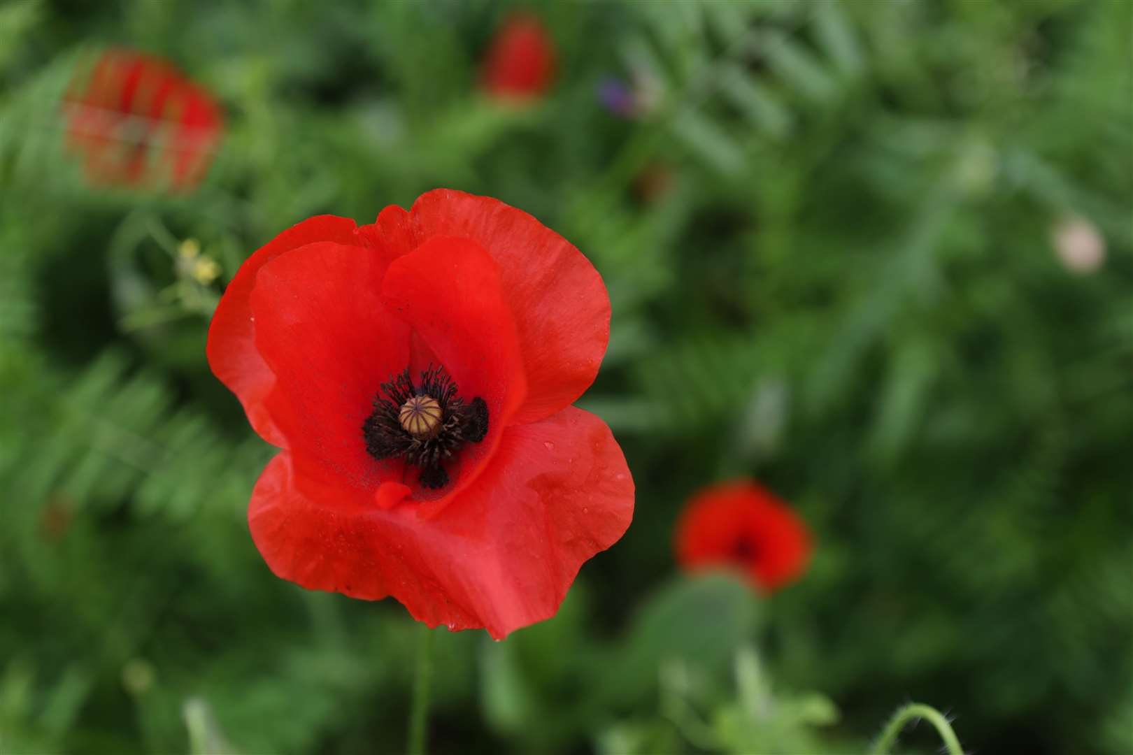 Remembrance events will take place throughout Kent Picture: Illuma Photography/Tara Vickers