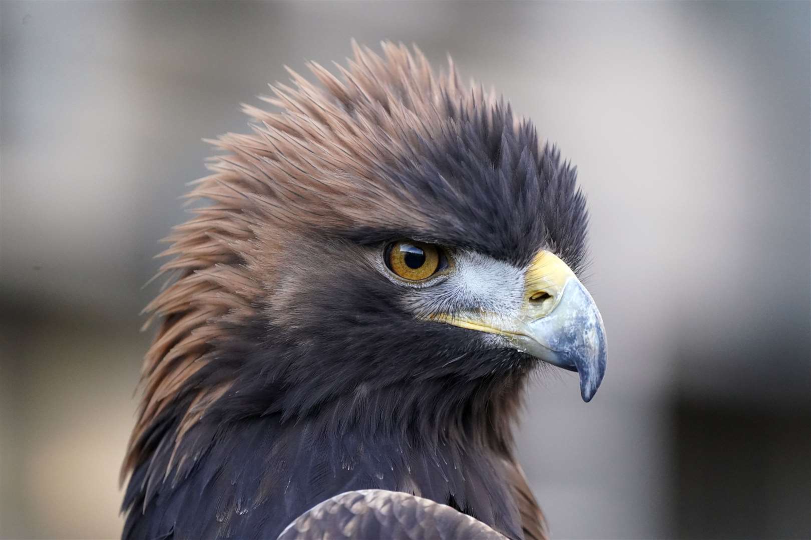 Stanley the golden eagle at the Scottish Parliament after a petition called for an amendment to the Animals and Wildlife Act 2020 to allow mountain hares to be hunted for falconry purposes (Andrew Milligan/PA)