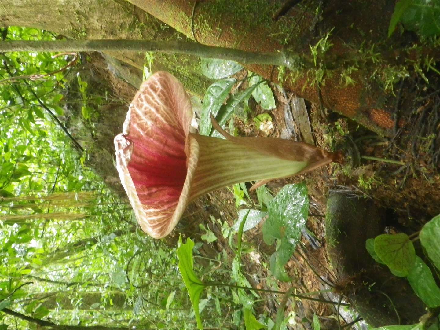 Pseudohydrosme ebo is a ‘voodoo lily’ from Cameroon’s Ebo Forest (Xander van der Burgt/PA)