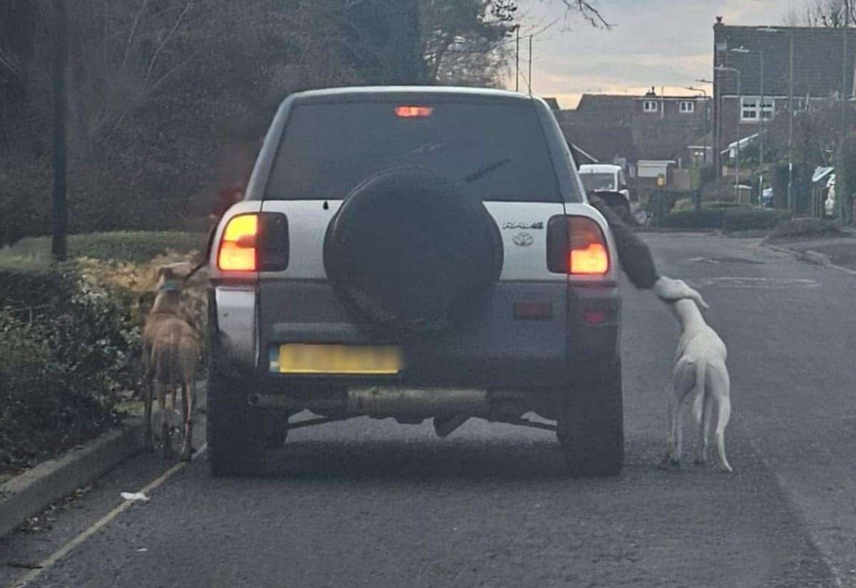 Footage shows dogs being dragged by the side of car in Darenth Park Avenue, Dartford