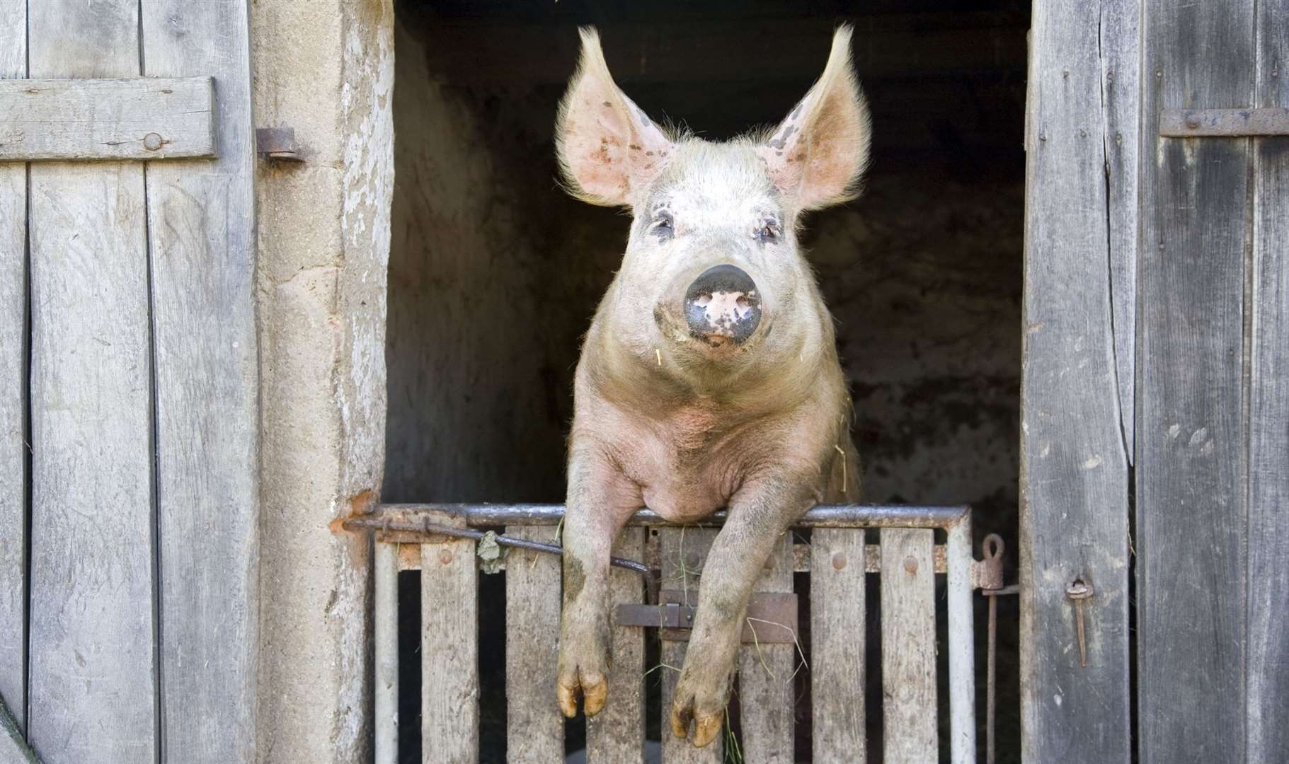 Meet the animals at Open Farm Sunday across Kent