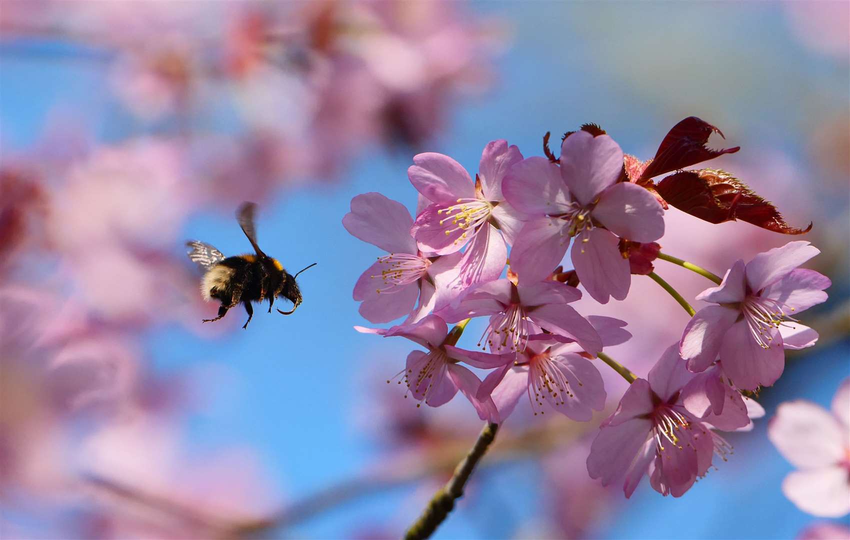 The National Trust is encouraging people to share picture of blossom in their gardens and on their daily walks