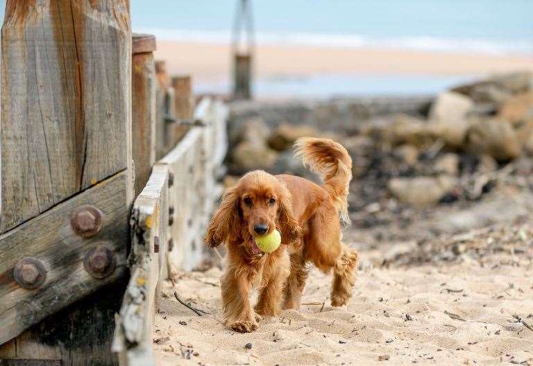 what beaches allow dogs in thanet