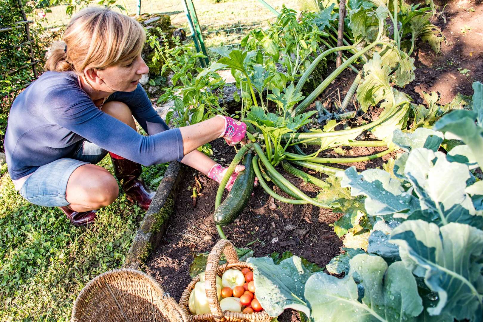 Gardeners may need to find fresh ways to keep out slimy pests this summer. Image: iStock