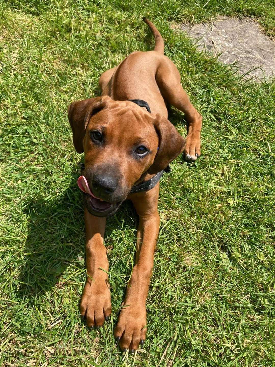 4 month old rhodesian hot sale ridgeback