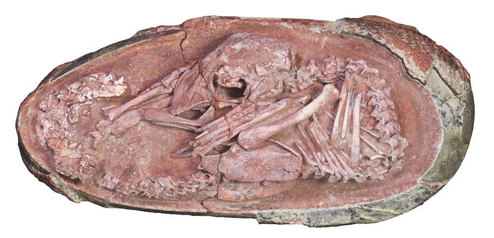 The oviraptorosaur embryo ‘Baby Yingliang’ (Xing et al)