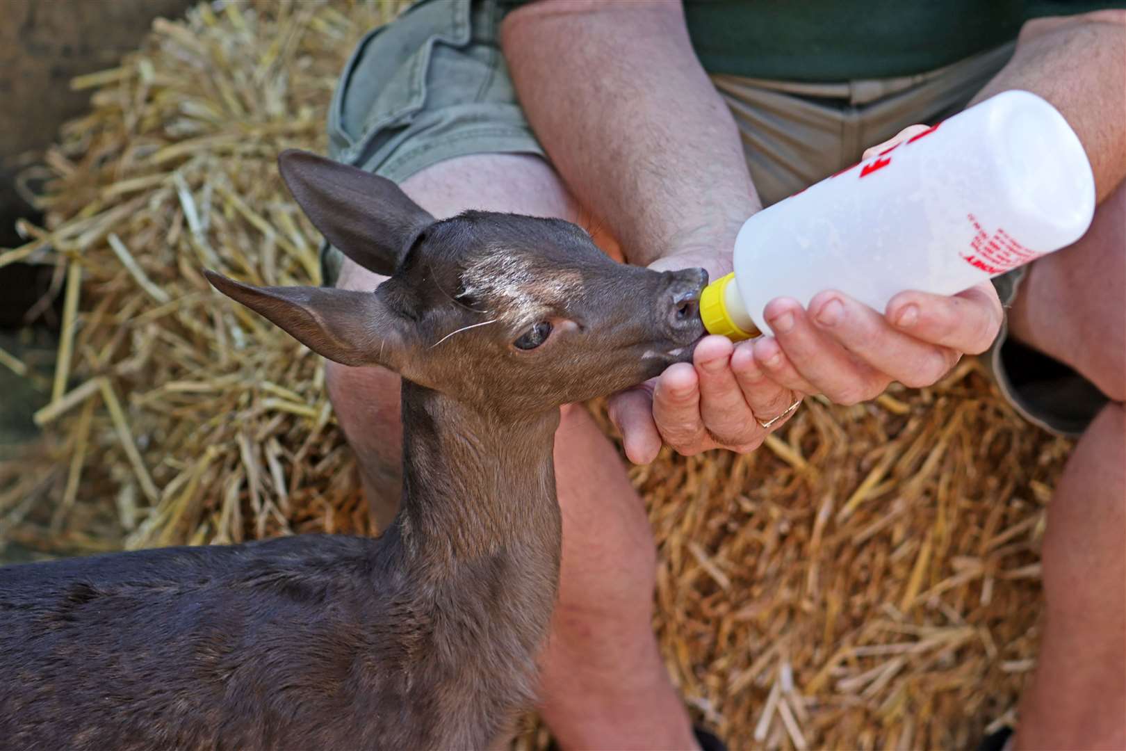 Stewart Cuthbert and Bonnie have been inseparable. Picture: Wildwood Trust