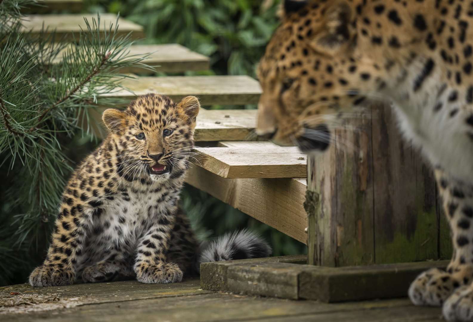 The only surviving critically endangered Amur leopard cub born in Europe this year takes its first steps into its reserve at the Yorkshire Wildlife Park in Doncaster (Danny Lawson/PA)