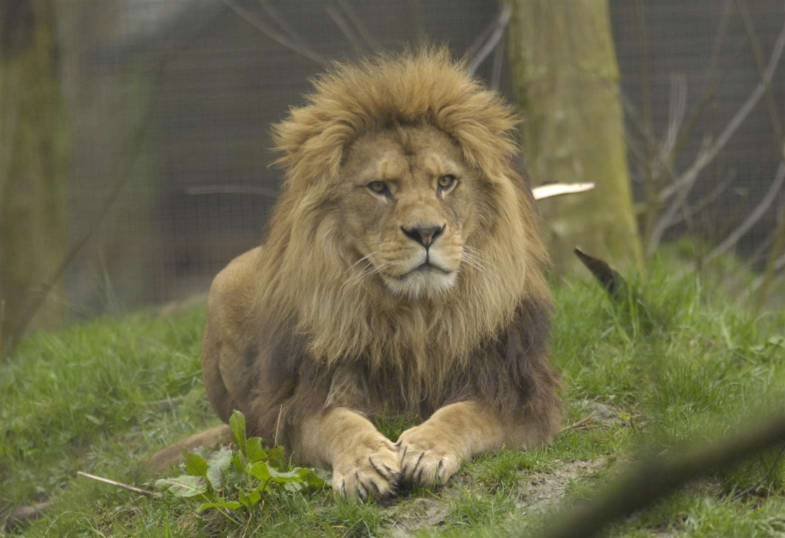 Luxury Accommodation Lion Lodge At Port Lympne Opens This Weekend