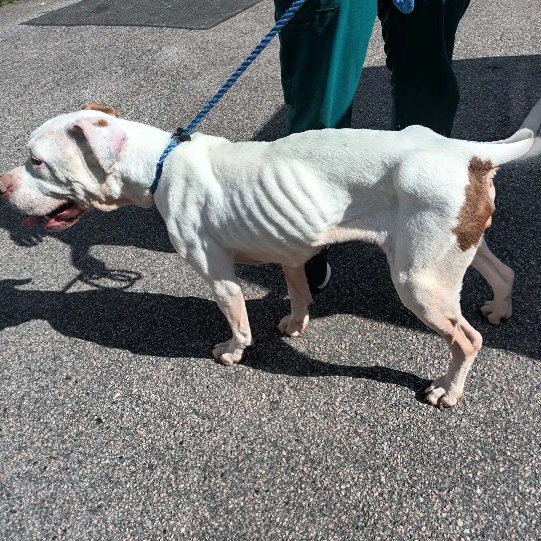 Liza was found in Sheerness and is being cared for by Valgrays Border Collie and Animal Rescue