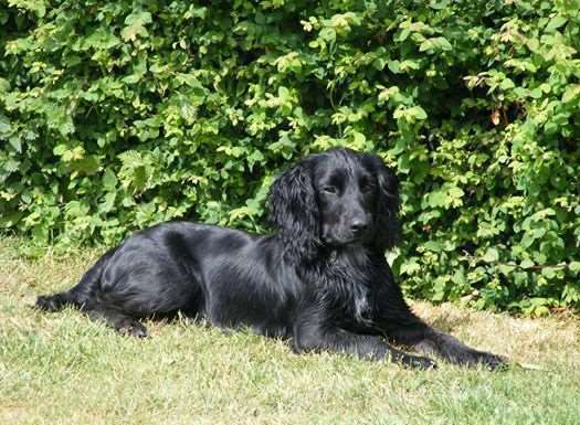 Gun dog Ghillie, who was tragically killed by a delivery van while out for a walk with his owner, David Curtis