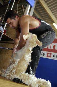 Joel Barton on his sheep shearing world record attempt in aid of the British Heart Foundation