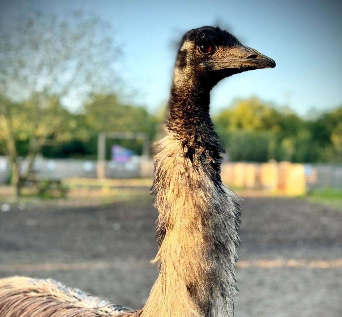 Local celebrity emu Dugee who lived on Happy Pants Ranch has been put down