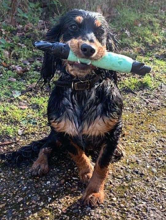 Cocker spaniel Belle was found running loose in Paddock Wood – more than three years after disappearing