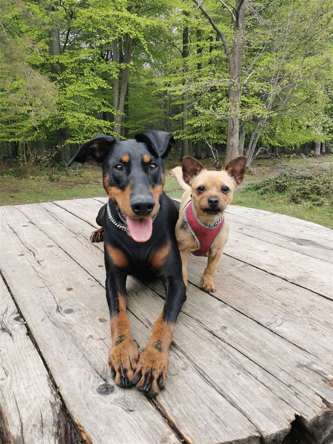 Her best friend is Cookie, a tiny Yorke who is the boss between the two dogs