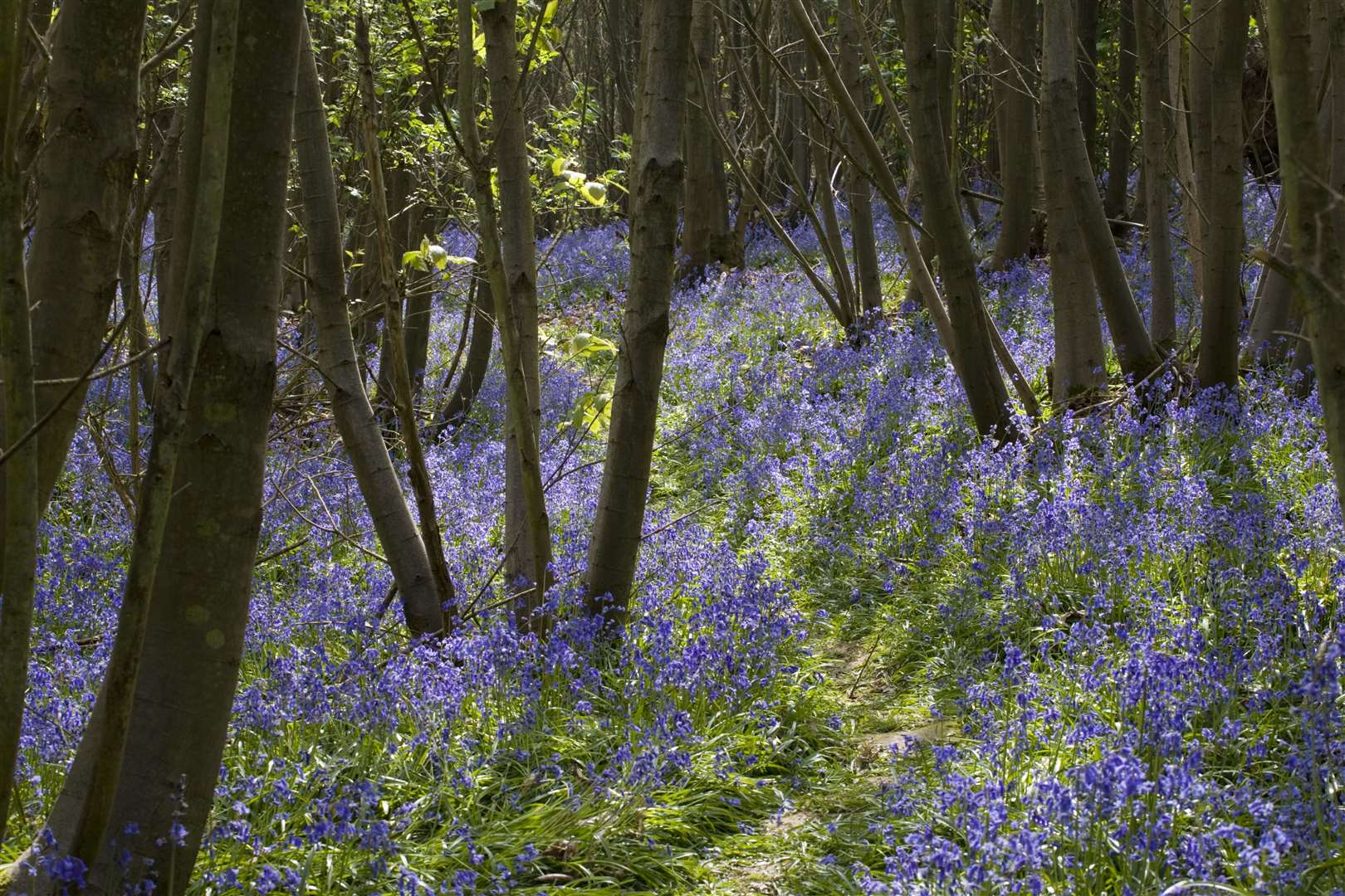 Bluebells, Hyacinthoides non-scripta, in the woodland at Sissinghurst Castle Garden, near Cranbrook