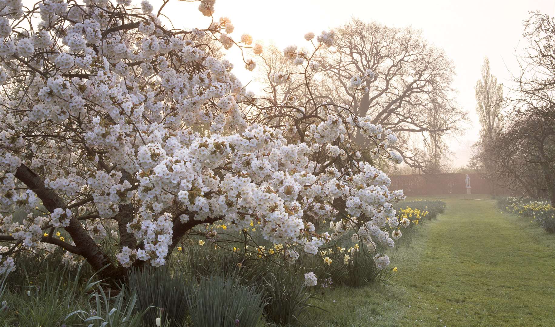 Visitors to Sissinghurst can expect to see apple trees in blossom with daffodils, narcissi and fritillaria. Picture: ©National Trust Images / David Sellman