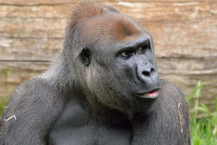 Silverback Otana who killed a female gorilla