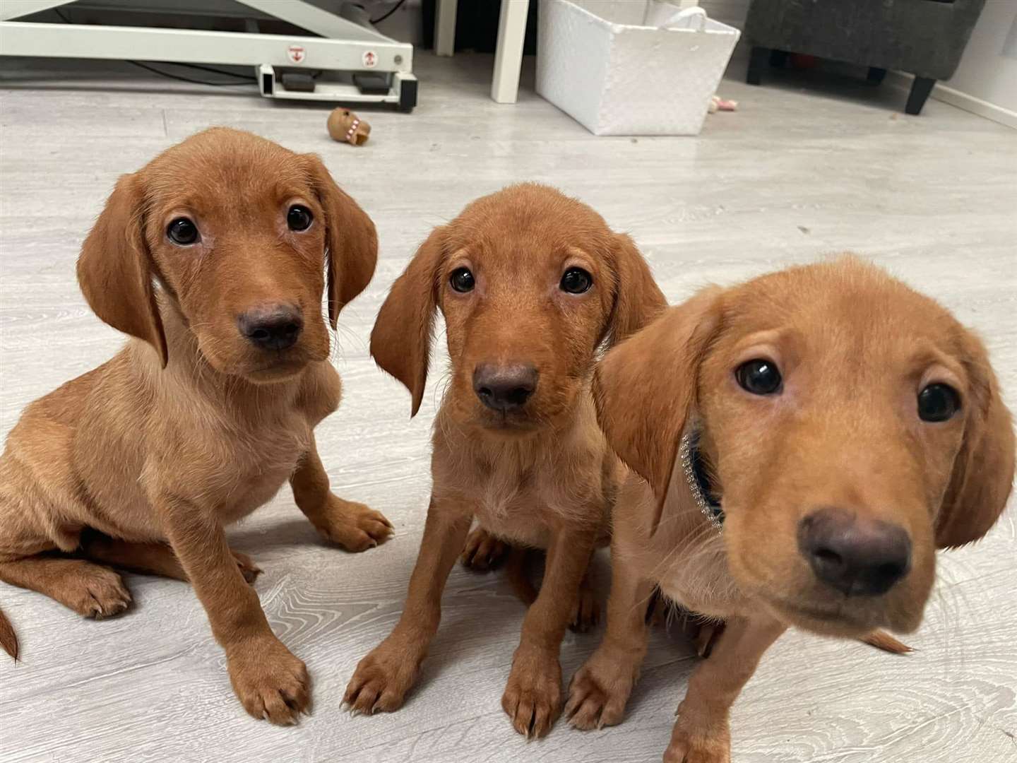 The Labrador puppies that were found beside the A249. Picture: KareBear Kennels Facebook