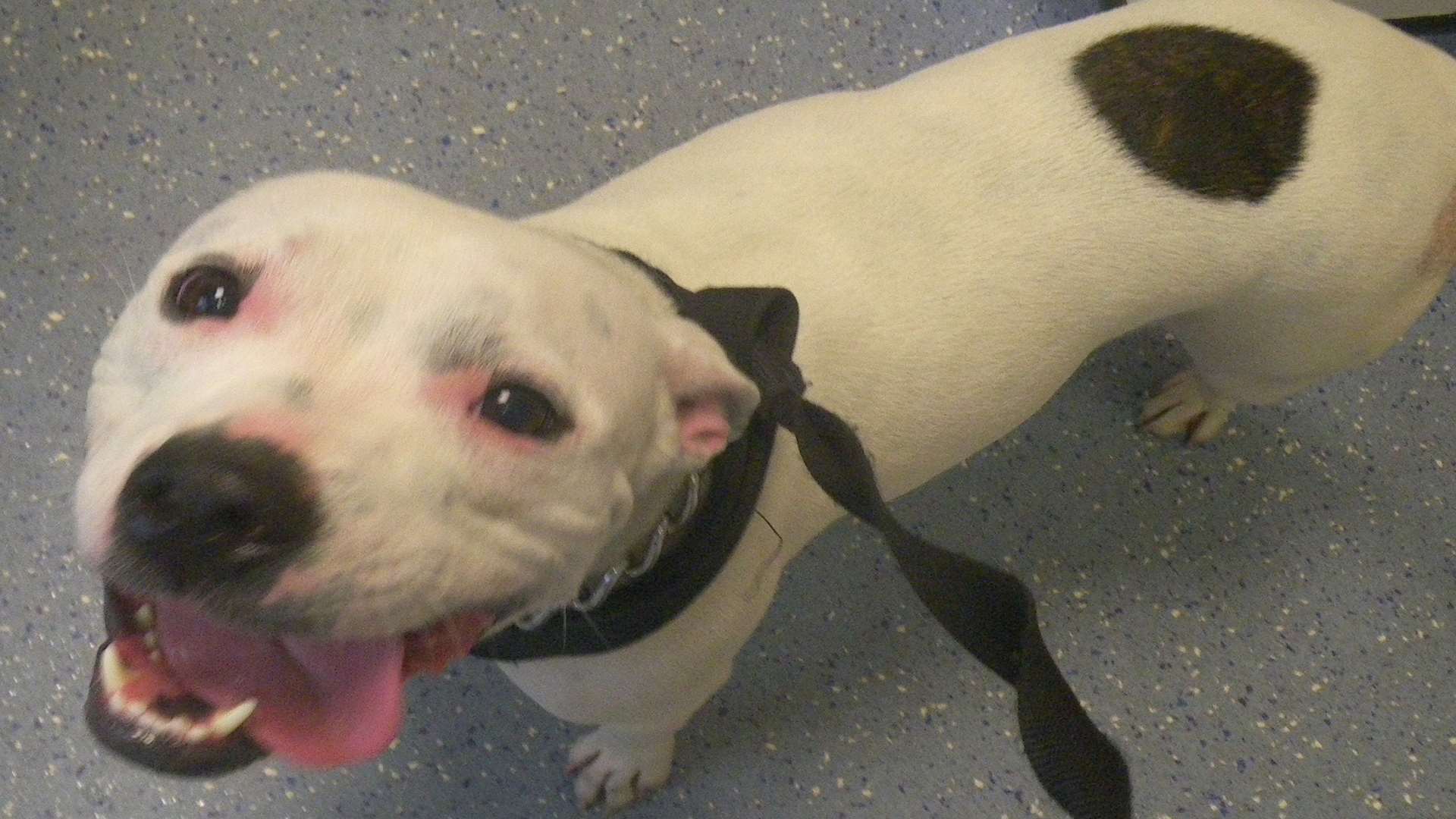 The staffie rescued from a sweltering conservatory
