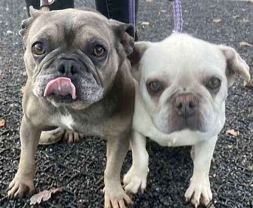 Daphne and Doris would like to be rehomed together. Picture: Last Chance Animal Rescue