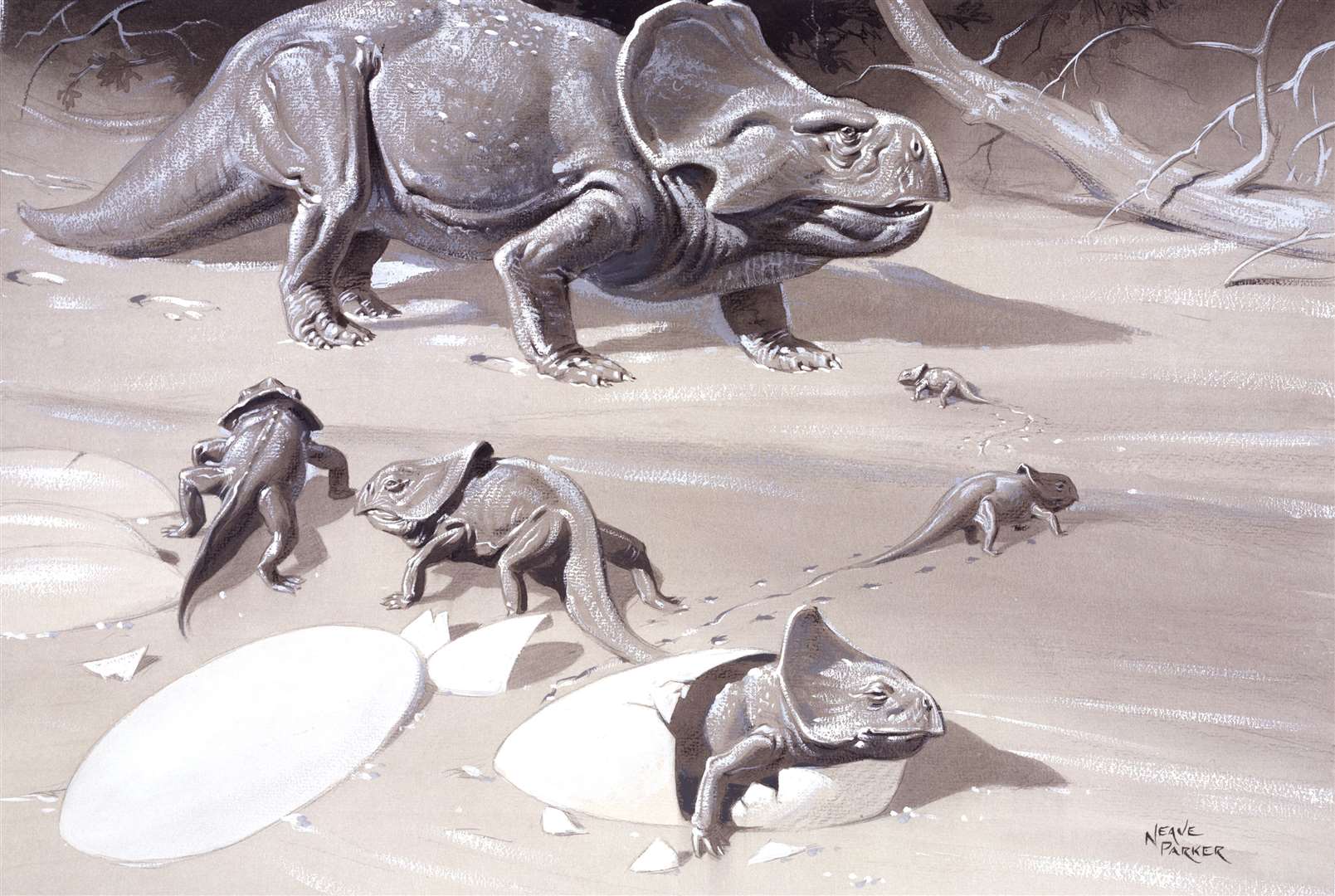 Protoceratops, which belong to a group of beaked, herbivorous dinosaurs known as ceratopsian (The Trustees of the Natural History Museum)