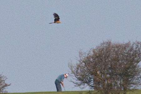 Red Kites at Bockhill - picture thanks to stmargaretsphotodiary.blogspot.com