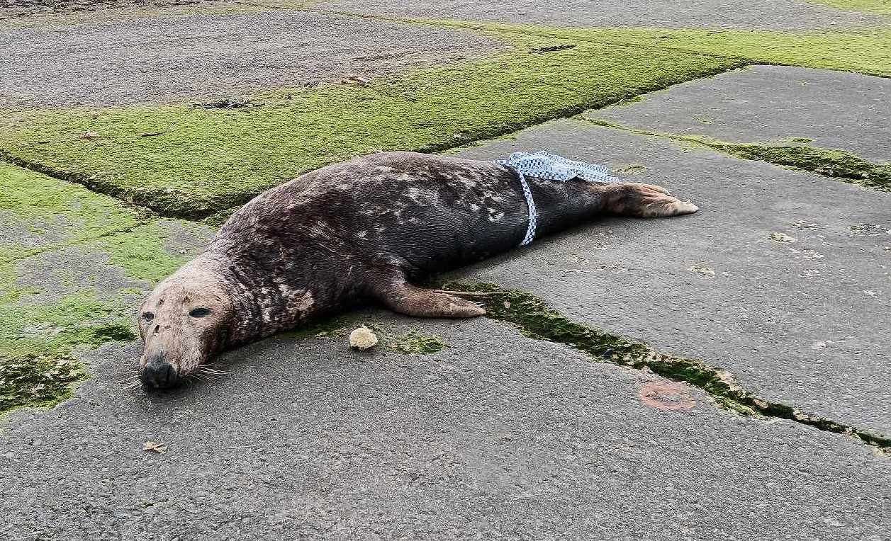 The seal's death is not being investigated. Picture: Nik Mitchell